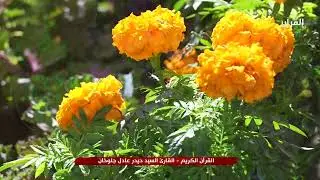 القران الكريم – بصوت القارئ السيد حيدر عادل جلوخان