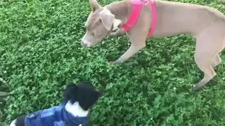 pit meets chihuahua the day Diamond 💎 saw Liddle for their first play time 🔁 #LiddleCitizen ✨ FUN