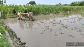 Bullock Using Rice Agriculture sail | how to prepared rice agri sail | Bullock framing work