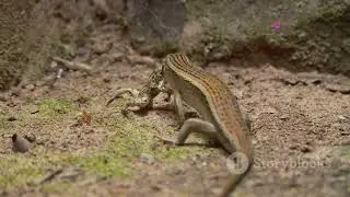 Saint Lucia's Unique Wildlife: Exploring the Island's Natural Wonders #animal2024 #wildlife