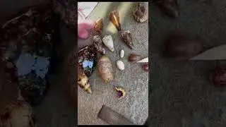 Definitely shell obsessed 🤤 #comedivewithus #livestream #shell #happy #ocean