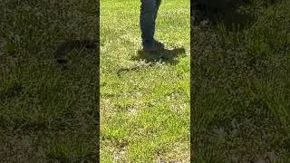 Rattlesnake in Benezett PA