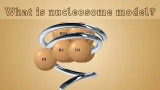 What is Nucleosome model? - Animated video