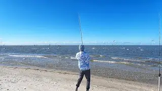Surf Fisherman Travel 100's of MILES to Target These BLITZING BEACH MONSTERS