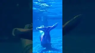 pink and purple mermaid #mermaiding #mermaidtail #swim #monofin #mermaidswimming