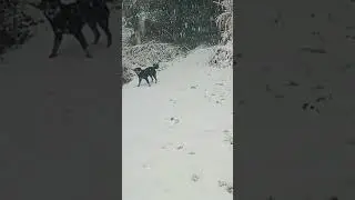 jimu🐕 or tanisha ki  masti😆😆