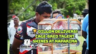 🏆🐦 7/8s CATEGORY CHAMPION – DILLON TAKES THE TITLE! 🐦🏆