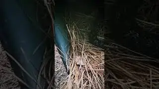 The Old Fake Mailbox Nest Snake Trap Trick 😉👍
