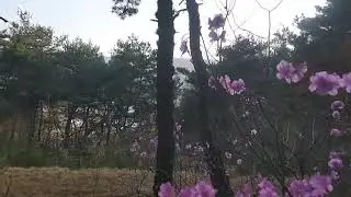 진달래와 철쭉의 차이? #다온농원 최용호