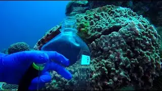 Houston flooding polluted reefs more than 100 miles offshore