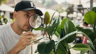 Plant Market in Bali: Choosing a Plant for My Home