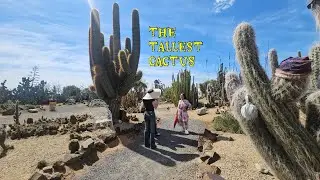 Cactus Country has the TALLEST Cactus in the World