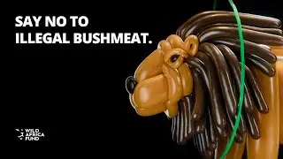 Help Save Nigeria's Lions | Say no to illegal bushmeat.