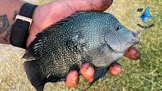 Hunting for Rio Grande Valley Cichlid At Dixieland Park - Harlingen, Texas