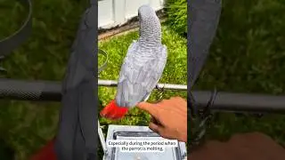 How to make a parrot's feathers shiny and beautiful? #parrots #pet #birds