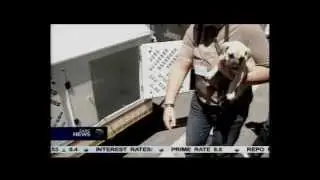 Dog trafficking in Cape Town