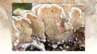 Steccherinum - fungi kingdom