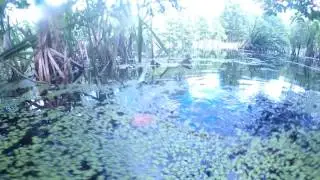 Penza swamps 11 June 2016