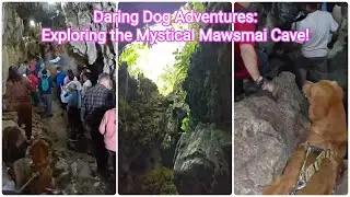 Daring Dog Adventures: Exploring the Mystical Mawsmai Cave! #goldenretreiver #youtubeshorts #explore