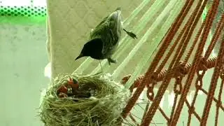 Mother Bulbul bird Feeding its newborn baby chicks 