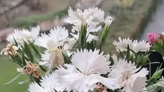 Rinar Rokomari is live. good evening