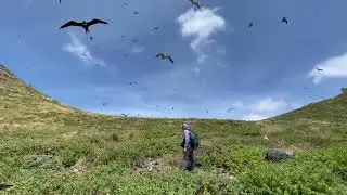 Cenchrus echinatus Eradication on Nihoa