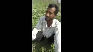 Organix Peat Humic Acid application on vegetables-cucumber & it's benefits as yield in Punjab
