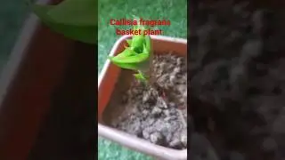 Callisia fragrans #basket plant #easy to grow# from cutting #viral #ytshorts