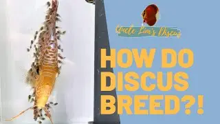 HOW DO DISCUS BREED?!