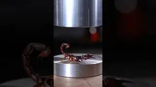 Scorpion vs Hydraulic Press 😱🦂