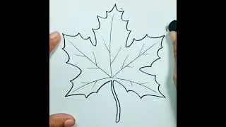 How to draw Maple Leaf #shorts