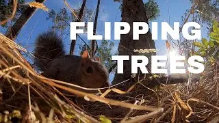 Flipping Trees - Rotor Riot Hypetrain motors