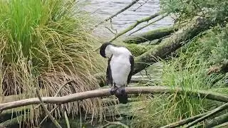 Pied shag cleaning its feathers | Wildlife | New Zealand Birds | Zealandia