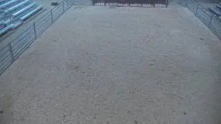 Cache County Fair & Rodeo: Junior Livestock Showcase Live