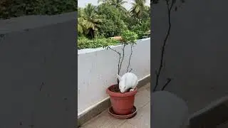 Lovely rabbit 🐇
