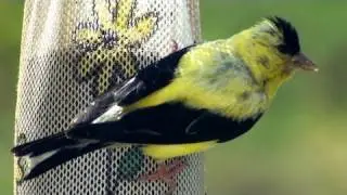 American Goldfinch - HD Mini-documentary