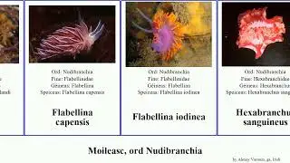 Moileasc, ord Nudibranchia capensis rosea mollusca lutea rugosa coronata verrucosa sanguineus Doto