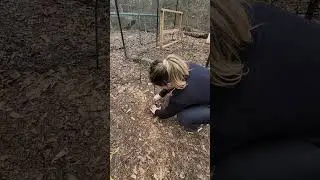 How to make a Chicken Tunnel or Chunnel #raisingchickens #backyardchickens #chunnel #chickentunnel