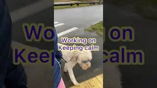 🐶🙏 GET a CALM DOG WALK 🐶#shorts #calmdog