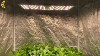 QII 240W Quantum Board Full Spectrum LED Grow Light