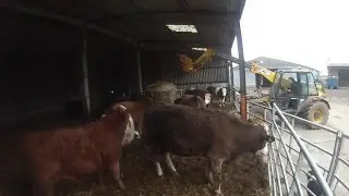 Feeding Cattle Silage