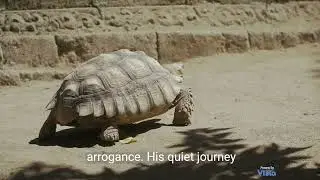 The Tortoise and the Hare  A Timeless Tale of Perseverance and Humility Copy