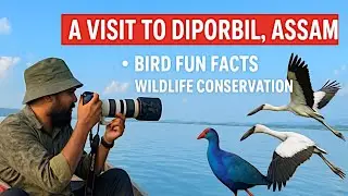 Dipor Bil, Assam &ndash; A Journey of Nature, Birds, Fun Wildlife Facts & Hope | Wildlife Awareness