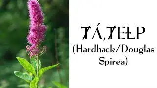 Ⱦ&Aacute;,ȾEȽP (Hardhack/Douglas Spirea)