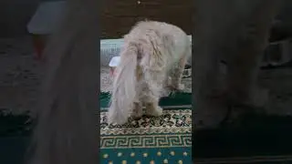 cute cats short #cat #animallife #cuteanimal #cutecat #catshorts #trendingshorts