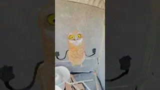 #funny #video #Comedy#Trending#