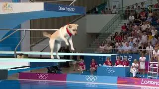 Dog Olympics 2025 🐶🌍 | Epic Labrador Dogs Diving Event