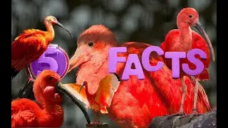 Unbelievable! 5 Facts About Scarlet Ibis That'll Blow Your Mind! #animals #learning