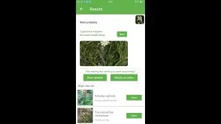 PlantSnap identifies a Mountain Deathcamas (Zigadenus elegans)