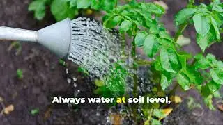 The Lost Potatoes Method: Grow MASSIVE Potato Yields With ZERO Effort